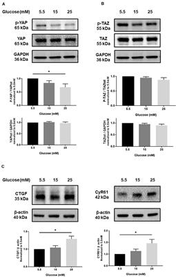 High Glucose Activates YAP Signaling to Promote Vascular Inflammation